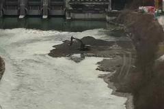 2015-BVH-Fischtreppe-St.-Veitl48